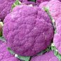 20 Pcs Heirloom Purple Sicily Cauliflower Organic Vegetable Seeds