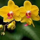 100 Pcs Orchid Seeds Yellow Flowers with Blackish Red Tongue Flowers 100 Pcs Orchid Seeds Yellow Flowers with Blackish Red Tongue Flowers