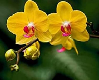 100 Pcs Orchid Seeds Yellow Flowers with Blackish Red Tongue Flowers