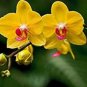 100 Pcs Orchid Seeds Yellow Flowers with Blackish Red Tongue Flowers