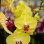 100 Pcs Orchid Seeds Yellow Flowers with Blackish Red Tongue Flowers