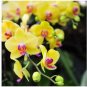 100 Pcs Orchid Seeds Yellow Flowers with Blackish Red Tongue Flowers