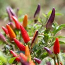 20 Pcs Rare Heirloom Multi-colored Ornamental Pepper 'Thousand-Hand Kwan-yin' Seeds