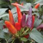 20 Pcs Rare Heirloom Multi-colored Ornamental Pepper 'Thousand-Hand Kwan-yin' Seeds