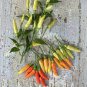 60 Pcs Heirloom Wild White Hot Tabasco Chili Pepper Organic Seeds
