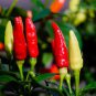 60 Pcs Heirloom Wild White Hot Tabasco Chili Pepper Organic Seeds