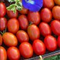 10 Pcs Very Sweet Red Cherry Tomato 'Hong Gu Niang' Organic