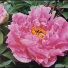 5 Pcs Heirloom 'Wan Shi Sheng Se' Pink Multi-petalled Peony Tree Perennial Flower