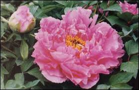 5 Pcs Heirloom 'Wan Shi Sheng Se' Pink Multi-petalled Peony Tree Perennial Flower