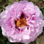 5 Pcs Heirloom 'Wan Shi Sheng Se' Pink Multi-petalled Peony Tree Perennial Flower