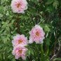 5 Pcs Heirloom 'Wan Shi Sheng Se' Pink Multi-petalled Peony Tree Perennial Flower