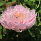 5 Pcs Heirloom 'Fen Pan Tuo Jin' Pink Peony Tree Flower Organic