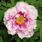 5 Pcs Heirloom 'Fen Pan Tuo Jin' Pink Peony Tree Flower Organic