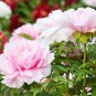 5 Pcs Heirloom 'Fen Pan Tuo Jin' Pink Peony Tree Flower Organic