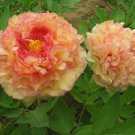 5 Pcs Heirloom 'Huang Jin Cui' Golden Red Peony Plant Seeds 5 Pcs Heirloom 'Huang Jin Cui' Golden Red Peony Plant Seeds