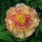5 Pcs Heirloom 'Huang Jin Cui' Golden Red Peony Plant Seeds