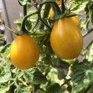 30 Pcs Rare Heirloom Yellow 'Pearl' Cherry Tomato Organic 30 Pcs Rare Heirloom Yellow 'Pearl' Cherry Tomato Organic
