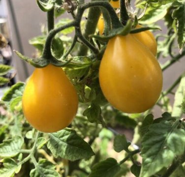 30 Pcs Rare Heirloom Yellow 'Pearl' Cherry Tomato Organic