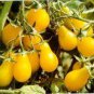30 Pcs Rare Heirloom Yellow 'Pearl' Cherry Tomato Organic