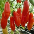 20 Pcs Rare Heirloom 'OX Horn' Long Red Green Tomato Organic Seeds 20 Pcs Rare Heirloom 'OX Horn' Long Red Green Tomato Organic Seeds