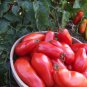 20 Pcs Rare Heirloom 'OX Horn' Long Red Green Tomato Organic Seeds