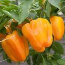 8 Pcs Heirloom Orange Bell Pepper Organic Seeds