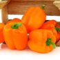 8 Pcs Heirloom Orange Bell Pepper Organic Seeds