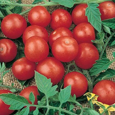 10 Pcs Rare Red Bonsai Dwarf Tomato 'Chong Ming' Organic