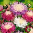 40 Pcs Heirloom Pink Sweet Sultan Cornflower Seeds
