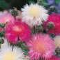 40 Pcs Heirloom Pink Sweet Sultan Cornflower Seeds