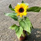 15 Pcs Peking 'Vedova' Bonsai Yellow Ornamental Sunflower Seeds
