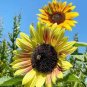 15 Pcs Peking 'Vedova' Bonsai Yellow Ornamental Sunflower Seeds