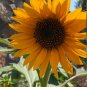 15 Pcs Peking 'Vedova' Bonsai Yellow Ornamental Sunflower Seeds