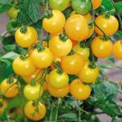 20 Pcs Rare Milky Yellow Cherry Tomato Organic Seeds 20 Pcs Rare Milky Yellow Cherry Tomato Organic Seeds