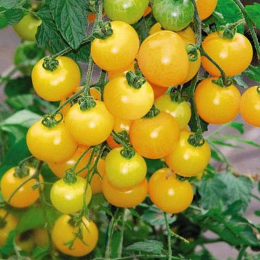 20 Pcs Rare Milky Yellow Cherry Tomato Organic Seeds