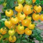 20 Pcs Rare Milky Yellow Cherry Tomato Organic Seeds
