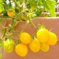 20 Pcs Rare Milky Yellow Cherry Tomato Organic Seeds