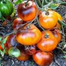 20 Pcs Rare Middle Dark Yellow Tomato with Red Top Organic Seeds 20 Pcs Rare Middle Dark Yellow Tomato with Red Top Organic Seeds