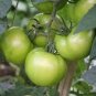 20 Pcs Rare Middle Green Tomato with Red Top Organic