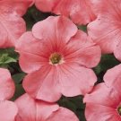 60 Pcs Middle-sized Rose Red Garden Petunia Annual Flower Seeds