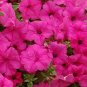 60 Pcs Middle-sized Rose Red Garden Petunia Annual Flower Seeds
