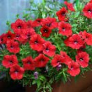 60 Pcs Heirloom Red Garden Petunia Hybrida Annual Flower Seeds