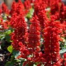 30 Pcs Heirloom Scarlet Sage Short Red Salvia Flower Seeds 30 Pcs Heirloom Scarlet Sage Short Red Salvia Flower Seeds
