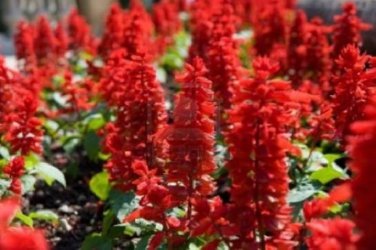 30 Pcs Heirloom Scarlet Sage Short Red Salvia Flower Seeds