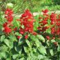 30 Pcs Heirloom Scarlet Sage Short Red Salvia Flower Seeds
