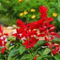 30 Pcs Heirloom Scarlet Sage Short Red Salvia Flower Seeds