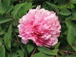 5 Pcs Rare 'Ruan Yu Wen Xiang' Pink Peony Subshrub Flower Seeds