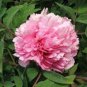 5 Pcs Rare 'Ruan Yu Wen Xiang' Pink Peony Subshrub Flower Seeds
