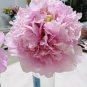 5 Pcs Rare 'Ruan Yu Wen Xiang' Pink Peony Subshrub Flower Seeds