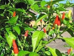 50 Pcs Heirloom Hawaii Red Yellow Pod Chili Pepper Organic